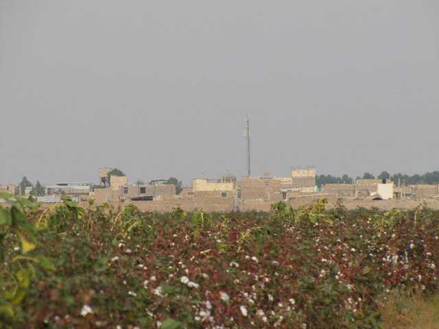 مزارع پنبه در سفیدشهر